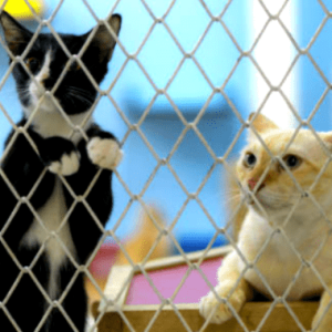 Instalación de malla